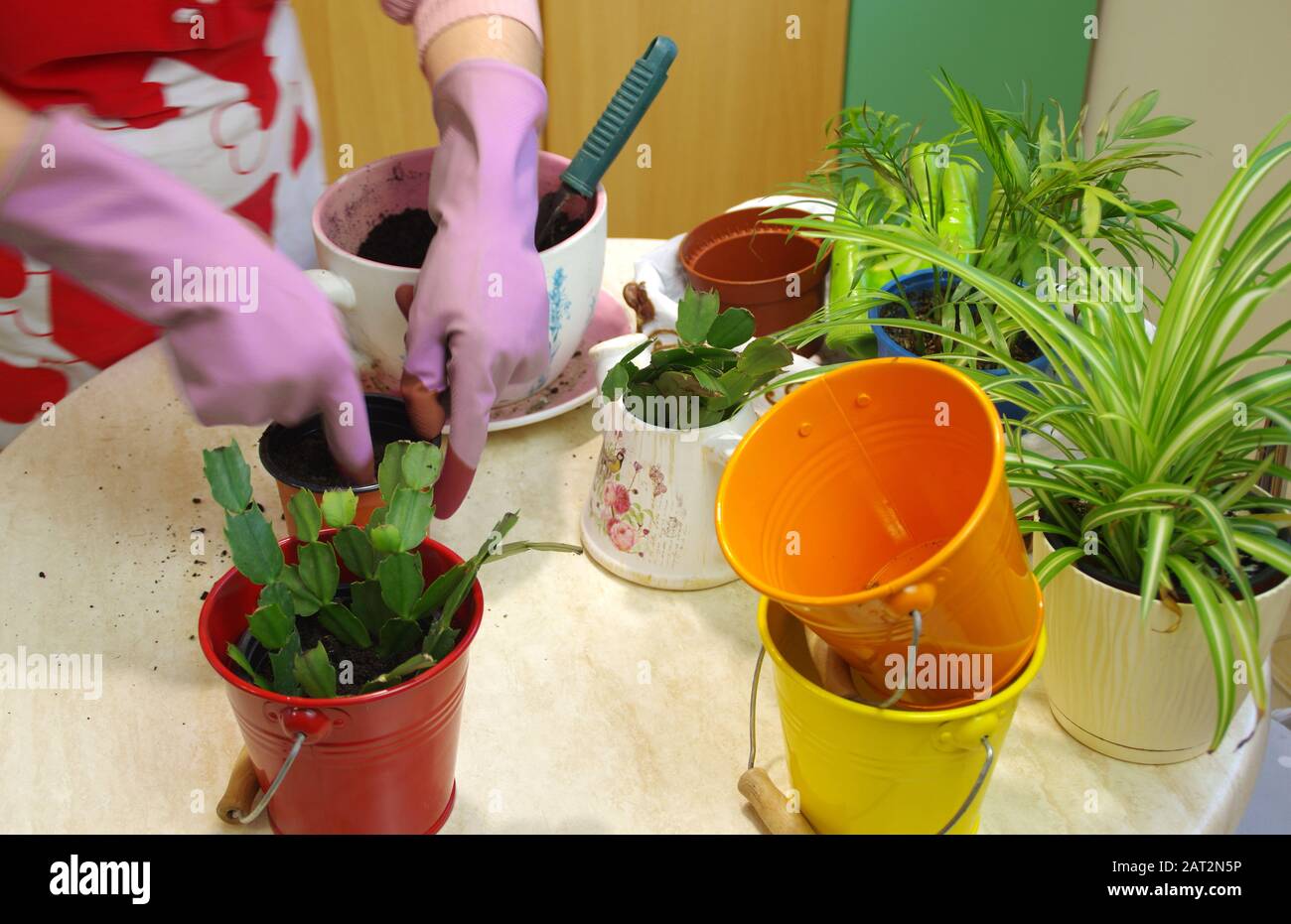 Home gardening. A woman planting potted plants. Tools, gloves and flowers on the table. House garden. Stock Photo