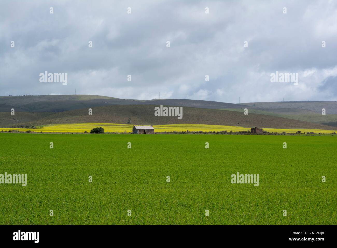 Random farm land in South Australia. A see of green fields backed by old brick buildings, rolling hills and a bright yellow strip of canola field. Stock Photo