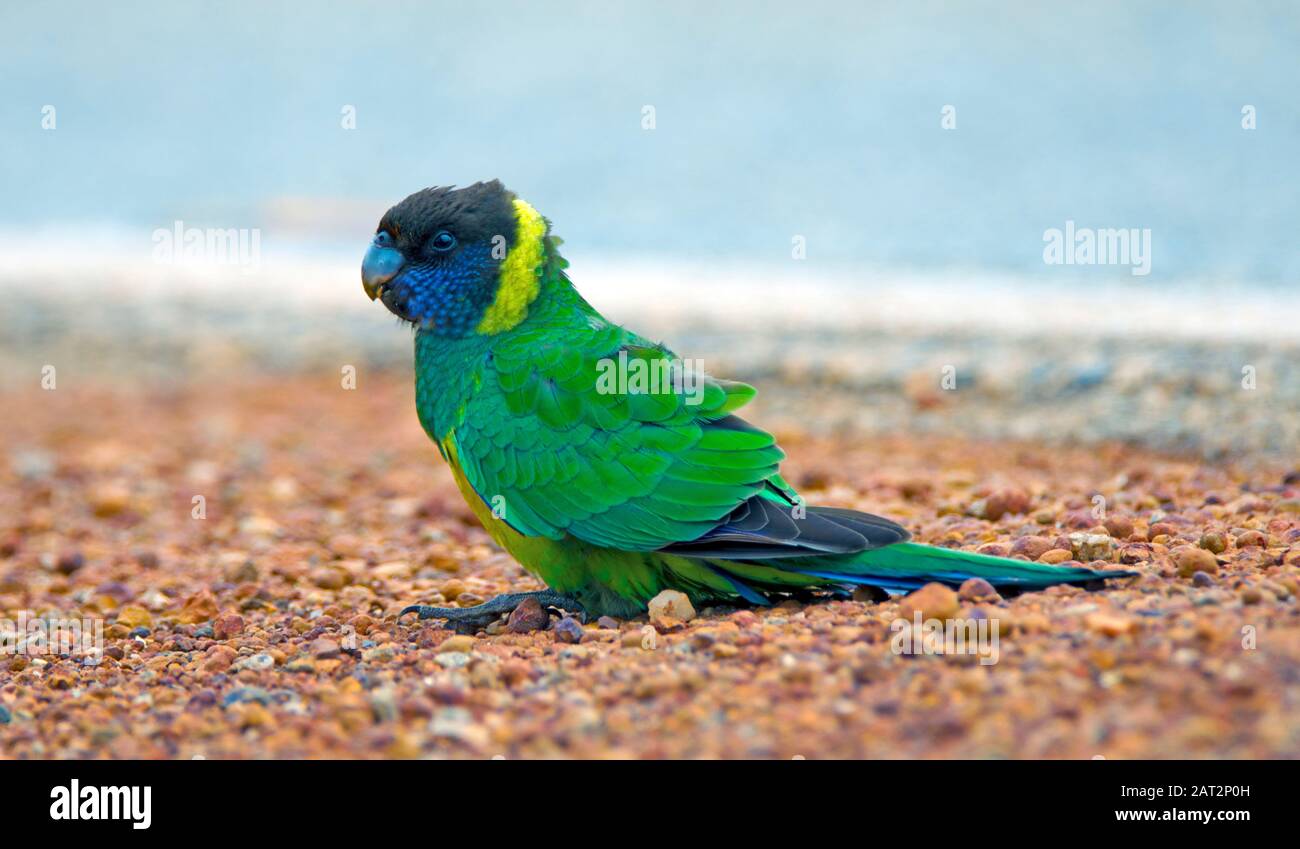 Australian Ringneck parrot, twenty eight, rests by roadside as trucks buffet it's flighty body. Stock Photo