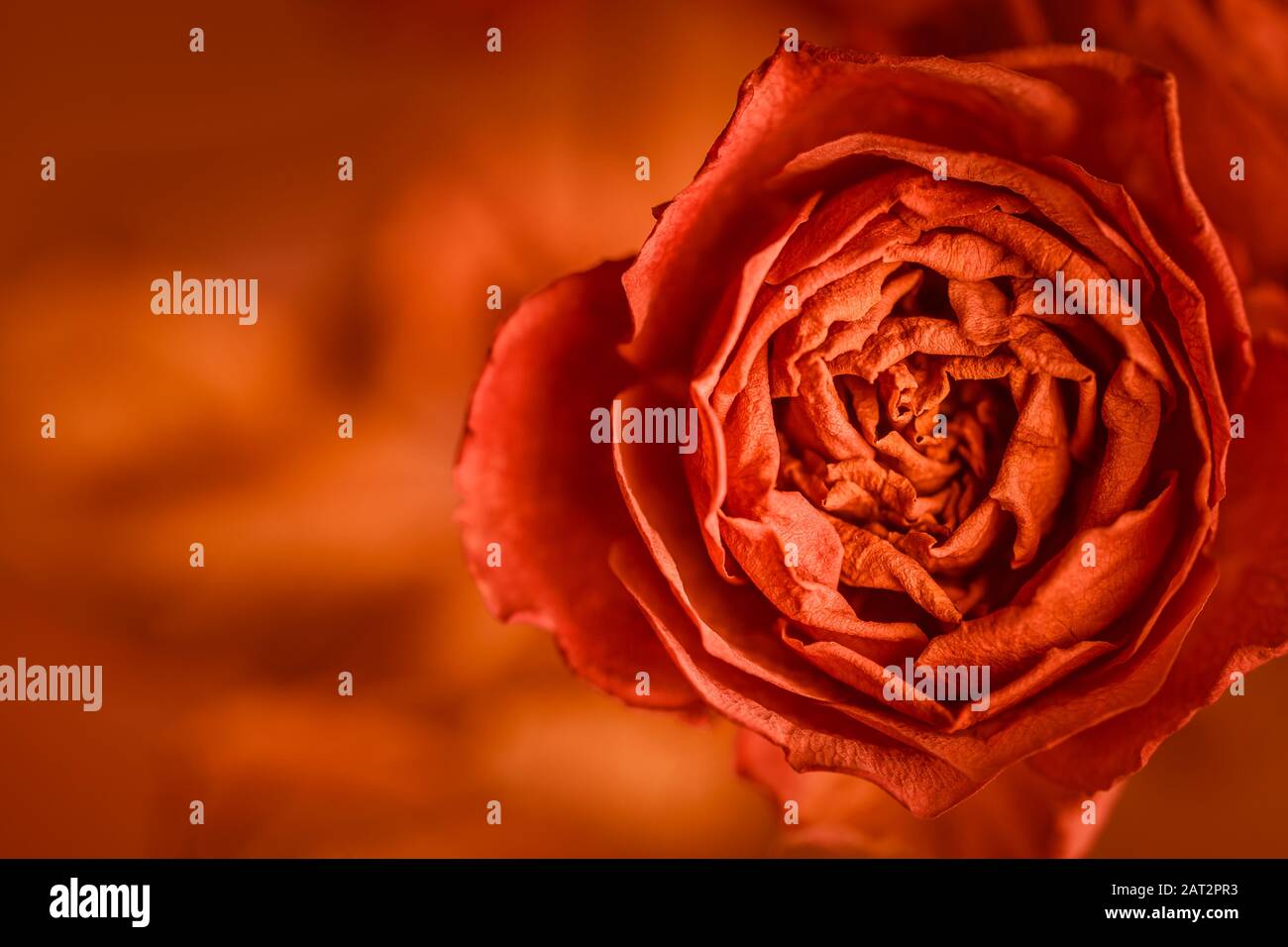 Orange rose blossom background design image with copy space Stock Photo