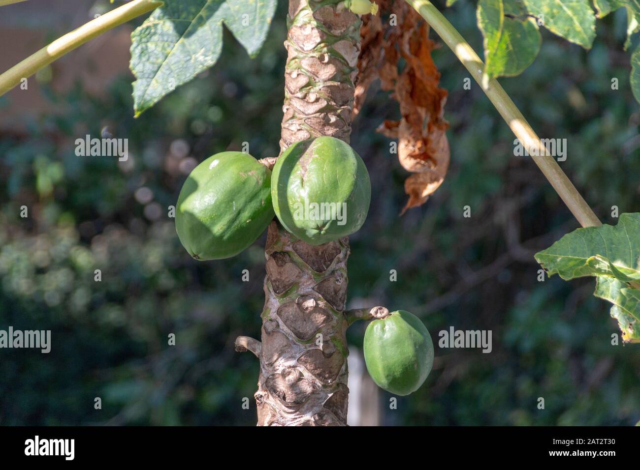 Rippen fruit hi res stock photography and images   Alamy