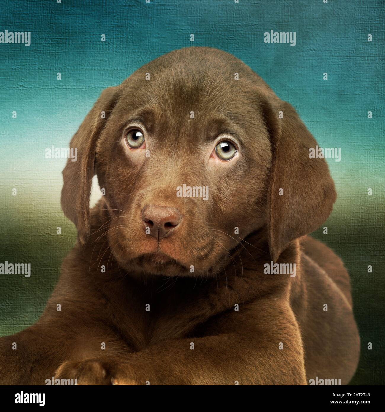 Labrador Retriever Chocolate Puppy Welpen Stock Photo
