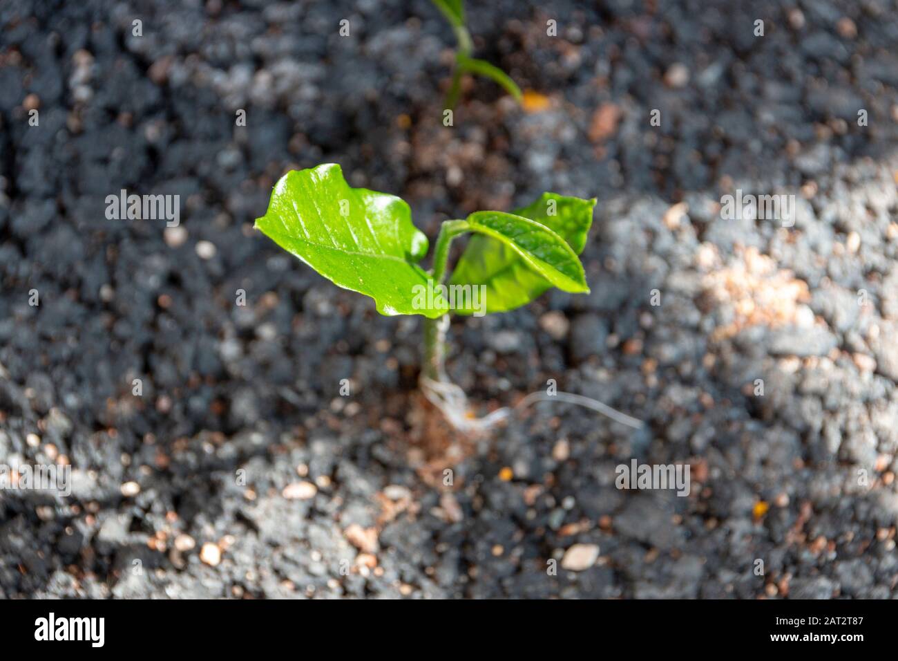 A close up view of a small green plant growing though the thick black tar driveway Stock Photo