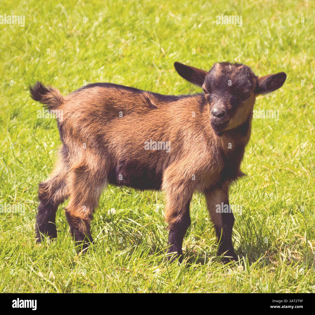 Young brown goat in grass field, side view, head turned towards camera Stock Photo