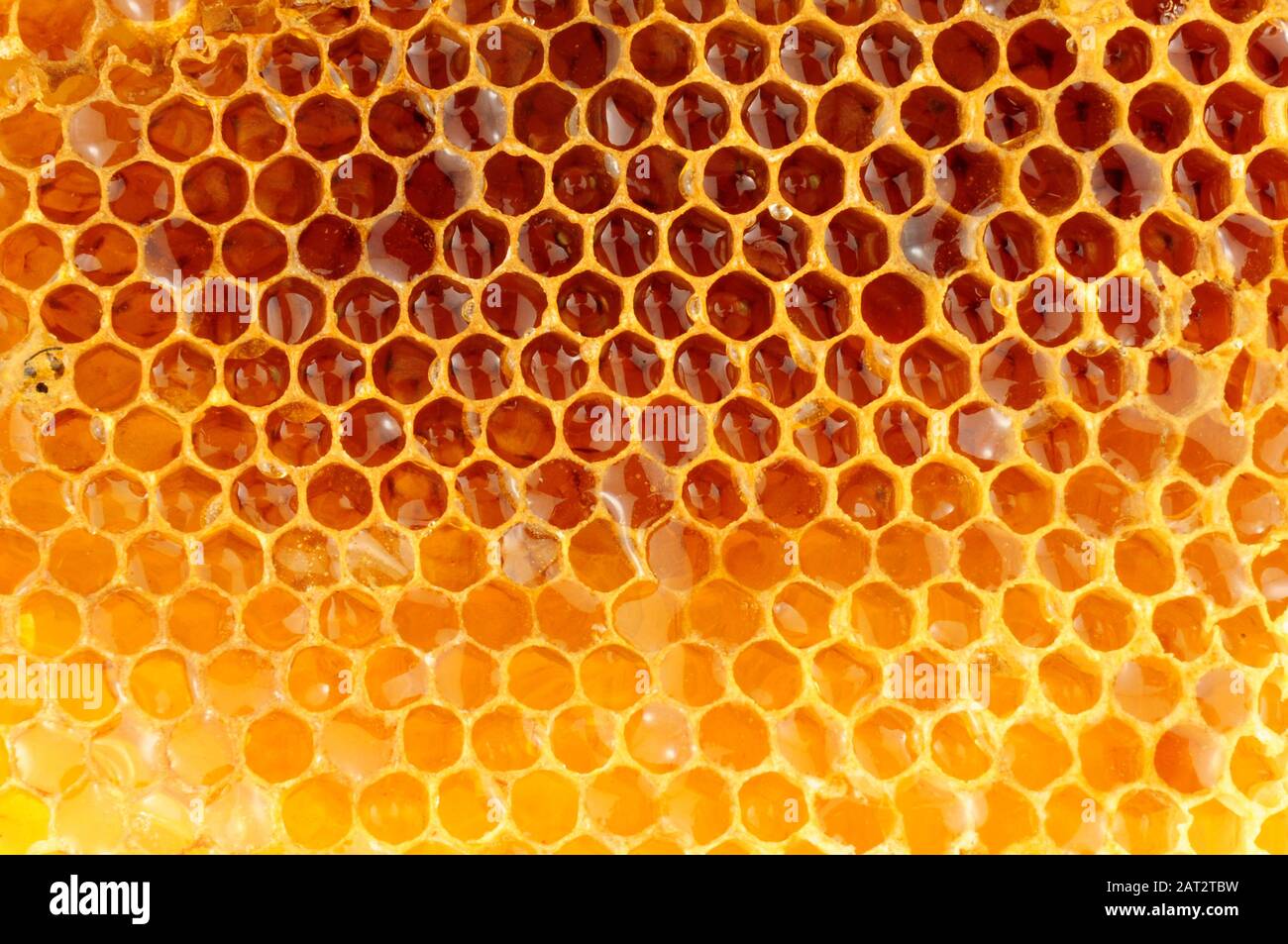 Honey bee wax cells with sweet honey Stock Photo Alamy
