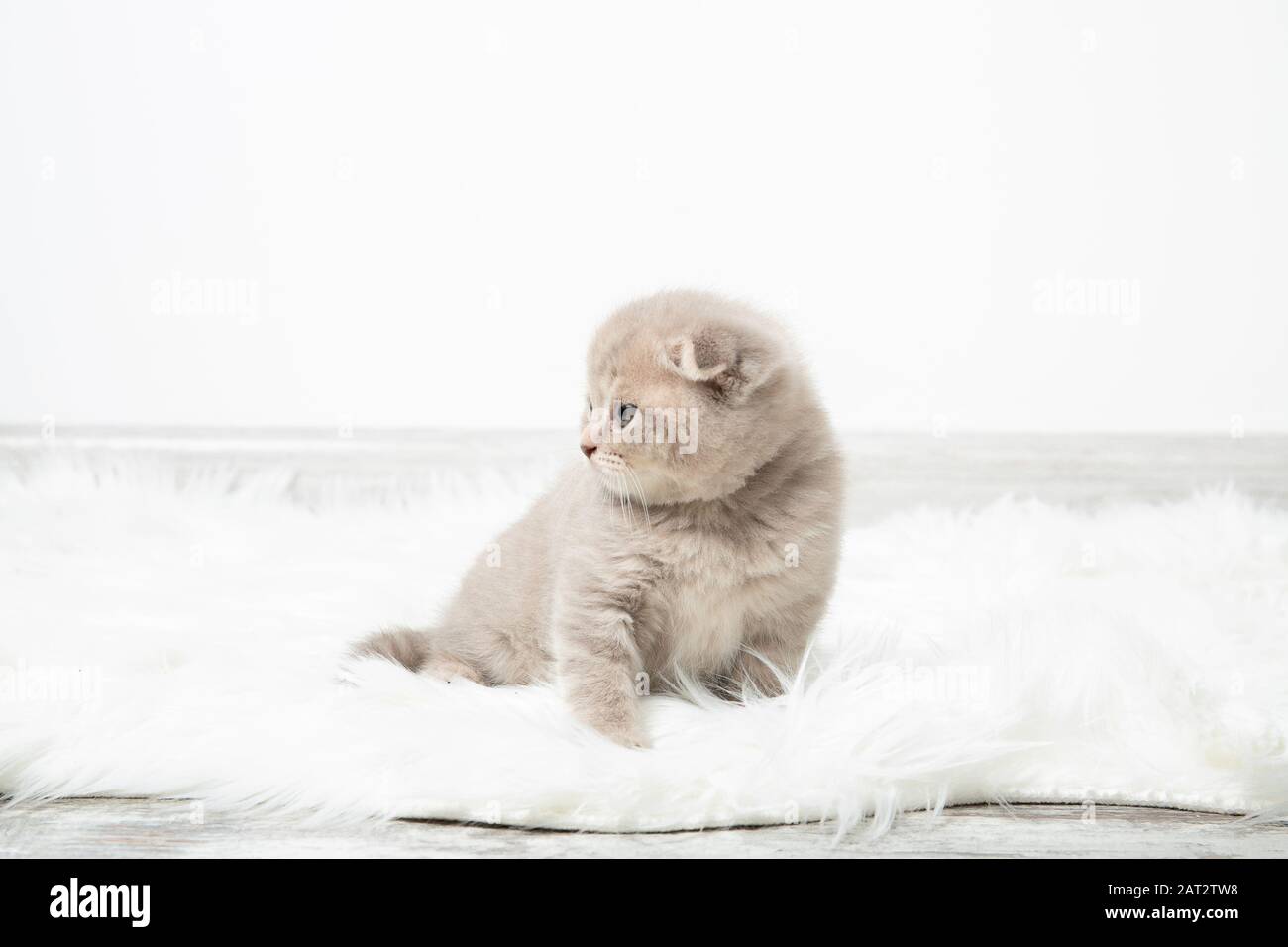 A little red kitten sits in a room on a fluffy white carpet. The kitten looks away. Beautiful kitten Stock Photo