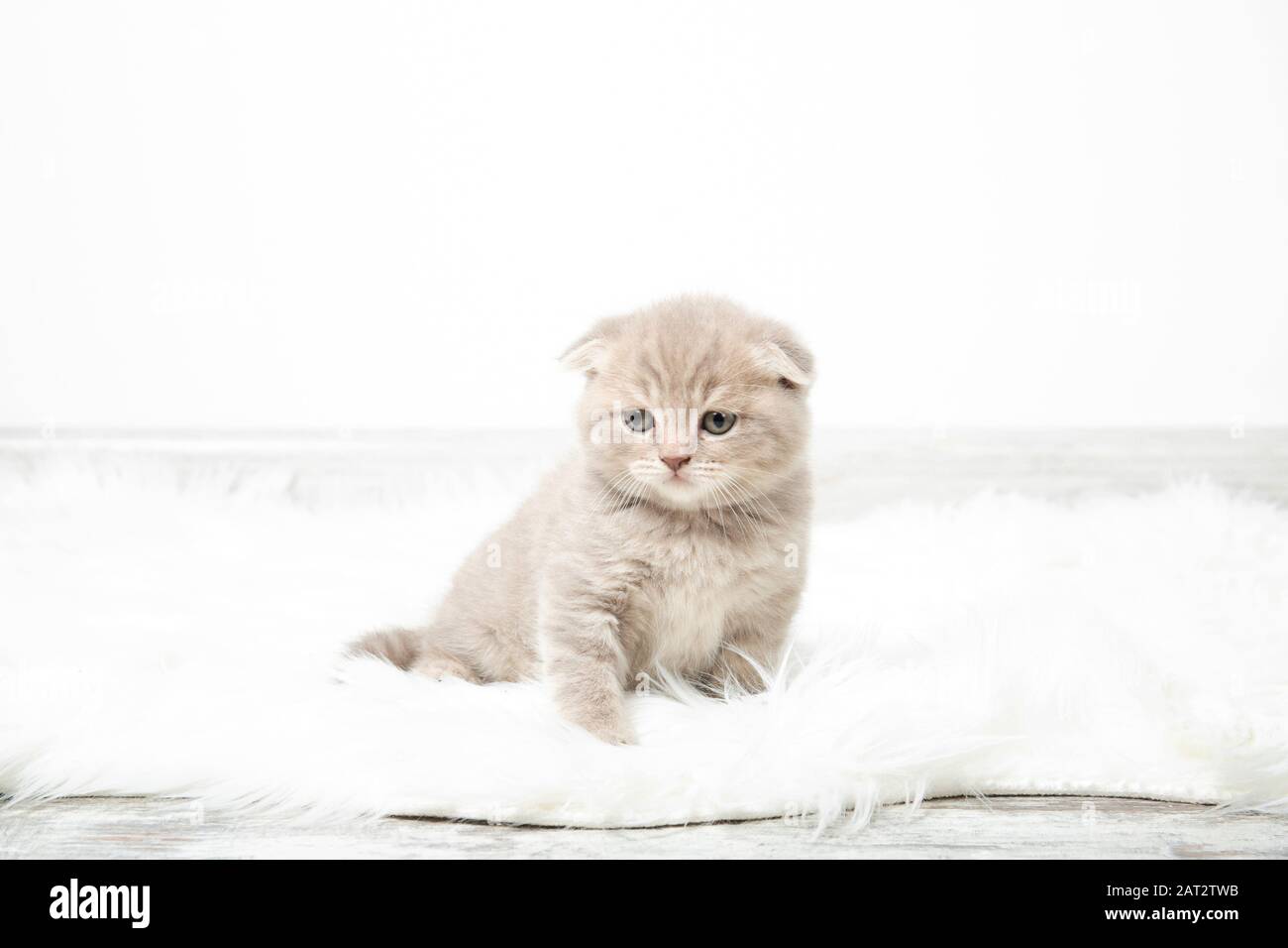A little red kitten sits in a room on a fluffy white carpet. The kitten looking at the camera. Beautiful kitten Stock Photo