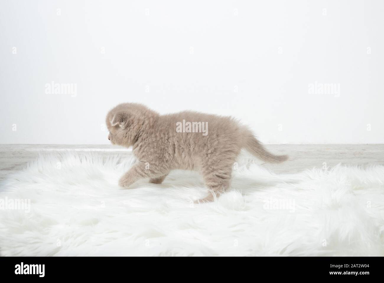 A little red kitten walks around the room. Kitten in motion. Beautiful ...