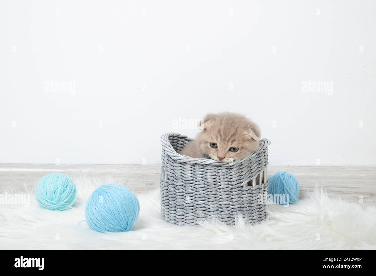 Red kitten nibbles a basket. Is being played Stock Photo Alamy
