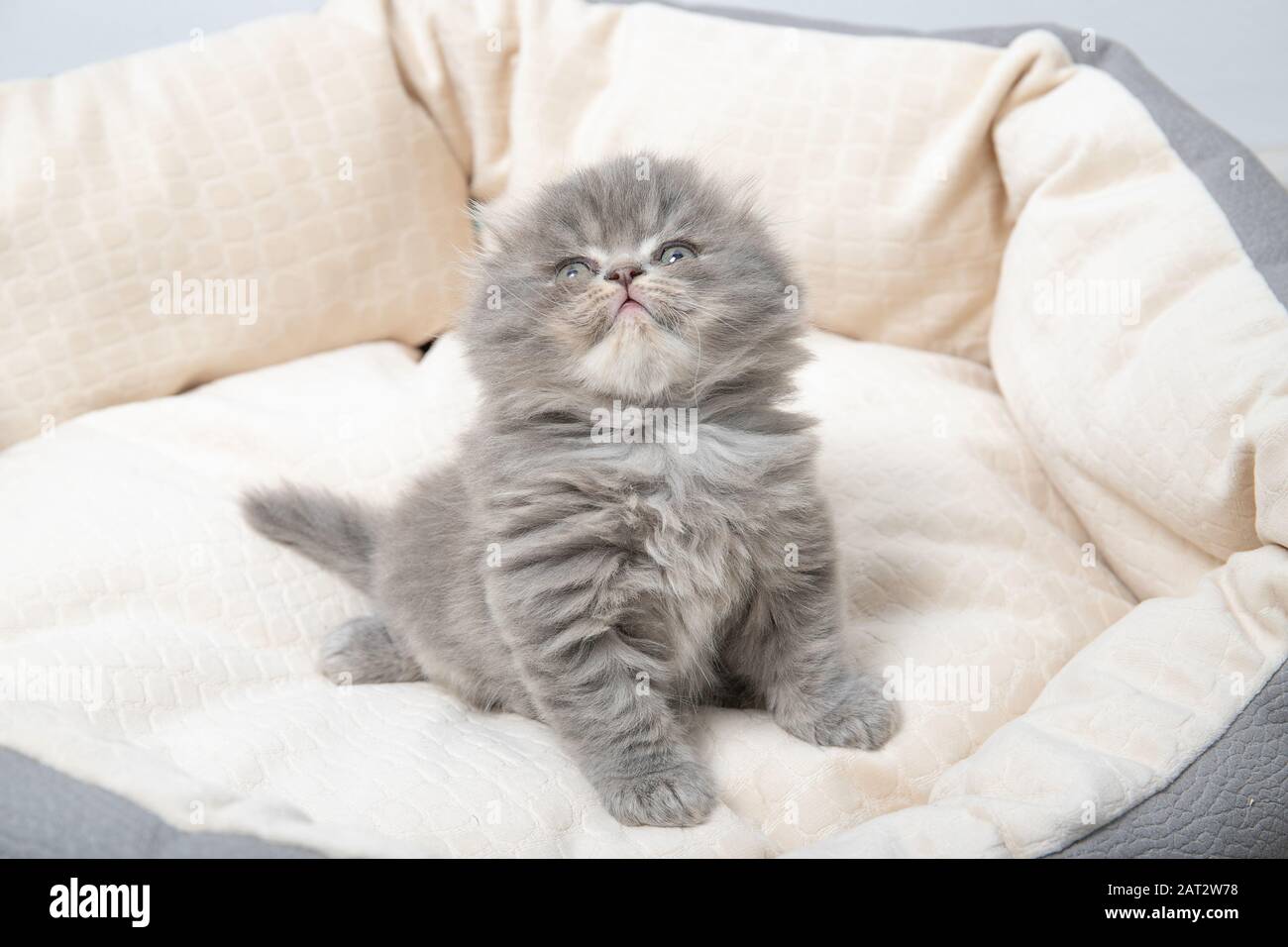 The kitten lies in a bed for cats Stock Photo