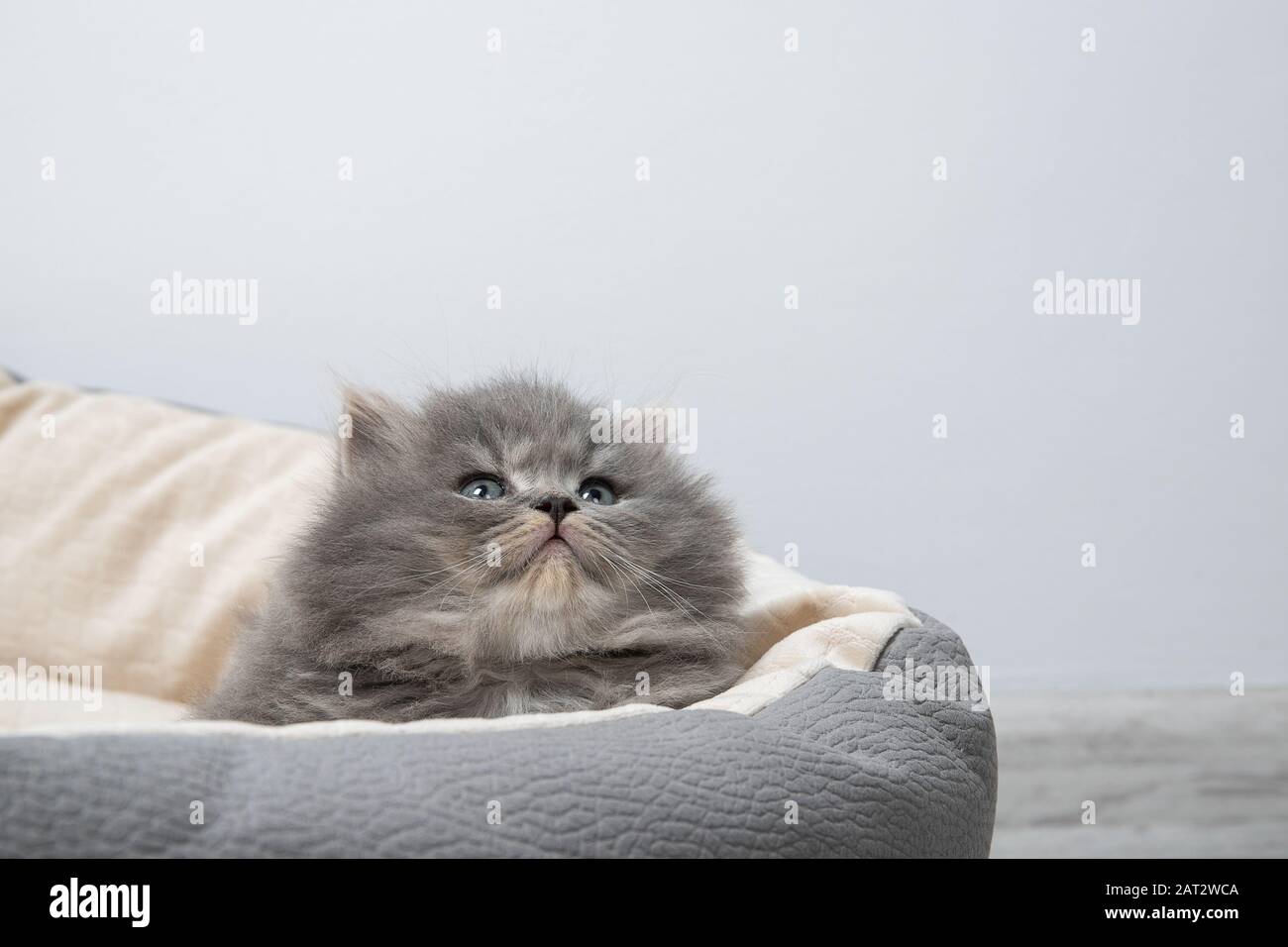 The kitten lies in bed for cats. Stock Photo