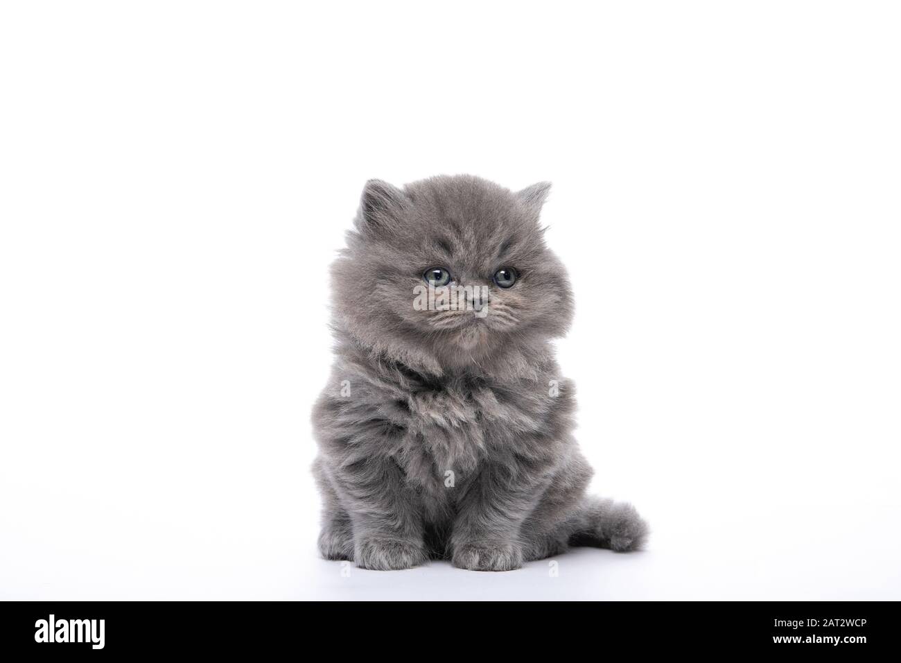 Little black kitten sitting on a white isolated background Stock Photo