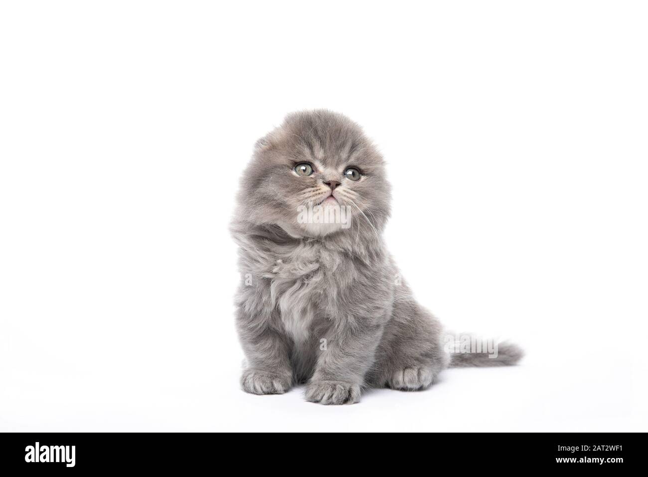 Black kitten sitting on a white isolated background Stock Photo - Alamy