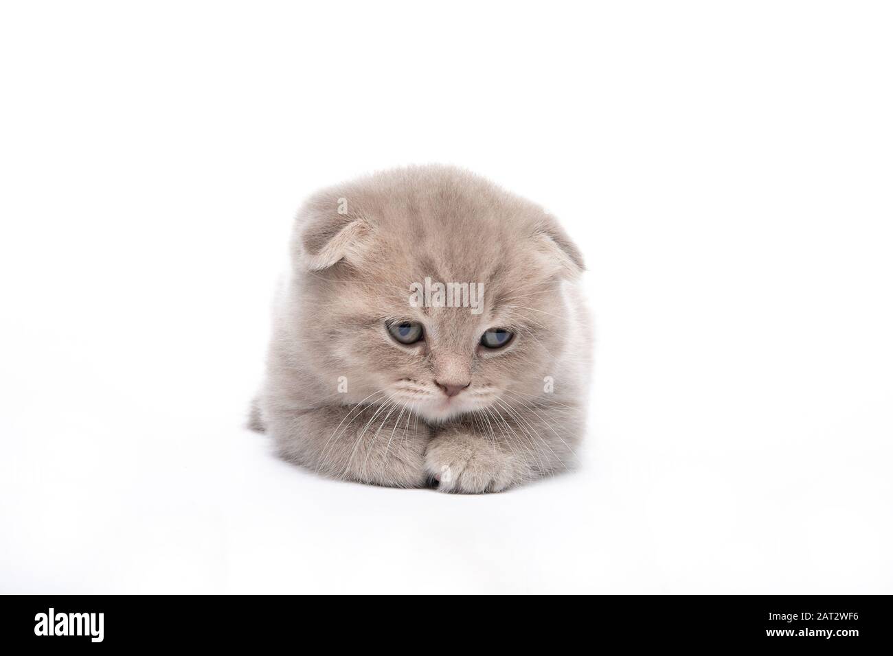 Red kitten lies on a white background Stock Photo