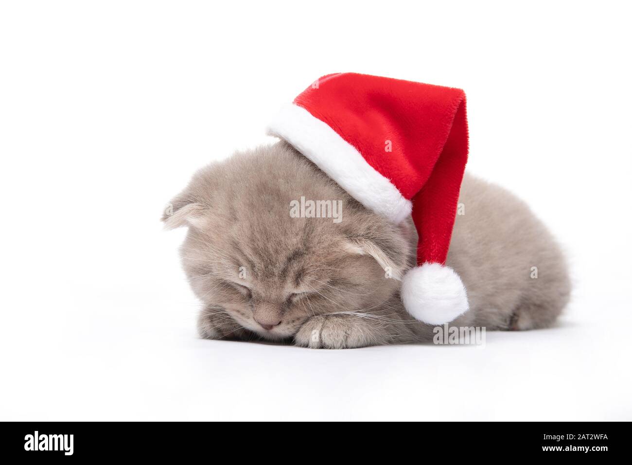 Red kitten in a Santa hat lies on a white background. New Year. Christmas Stock Photo
