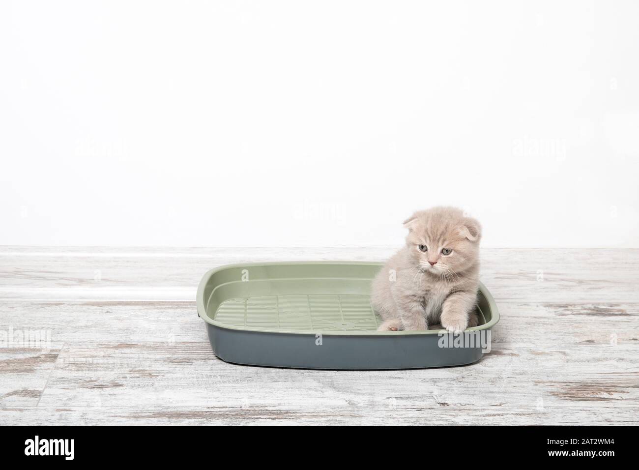 cat in plastic litter box on floor Stock Photo Alamy