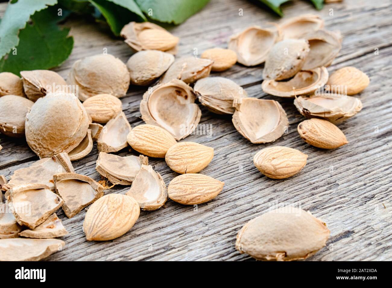 The core of apricots and stones on the background of old boards