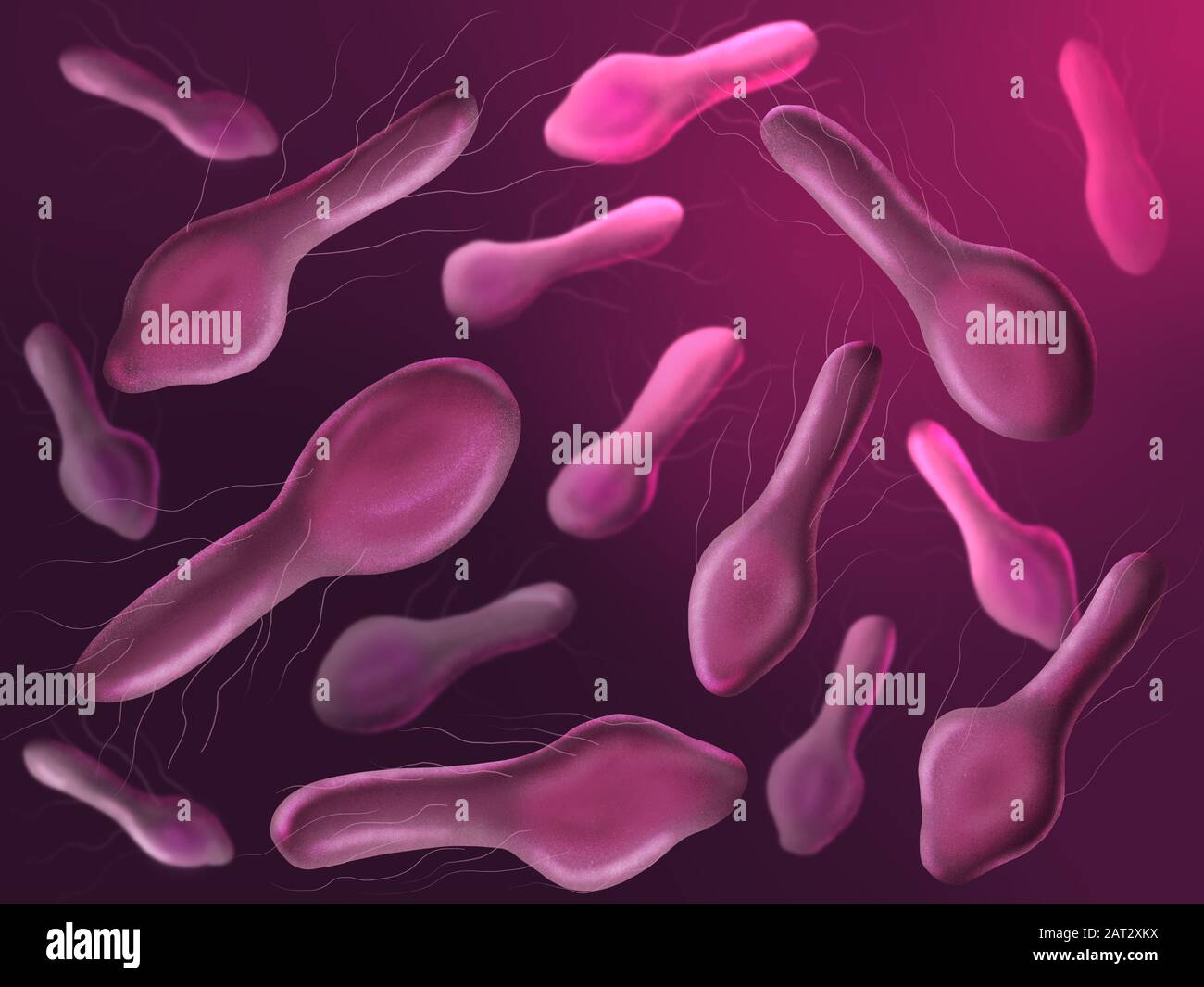 Tetanus bacteria, illustration. Clostridium tetani is a gram-positive,  spore-forming, anaerobic bacillus (rod-shaped bacterium) that causes  tetanus. Members of the Clostridium genus exist as soil saprophytes and as  intestinal parasites of animals, giving, image size:1300x1065