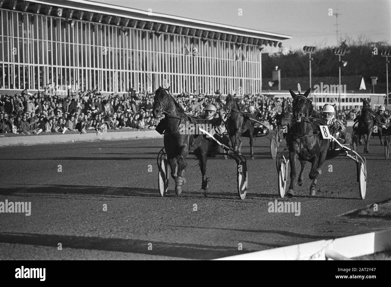 Grand Christmas Prize at Hilversum; L. Schoonhoven with Lido Buitenzorg wins Van Dooyeweerd with Jojo Buitenzorg (r) Date: December 26, 1976 Location: Hilversum Keywords: drafbanen, prizes Personal name: L. Schoonhoven Stock Photo