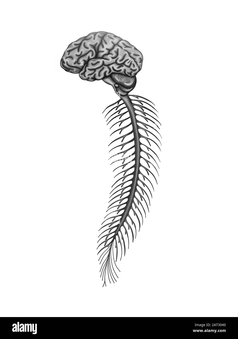 Illustration of the human spinal cord Stock Photo