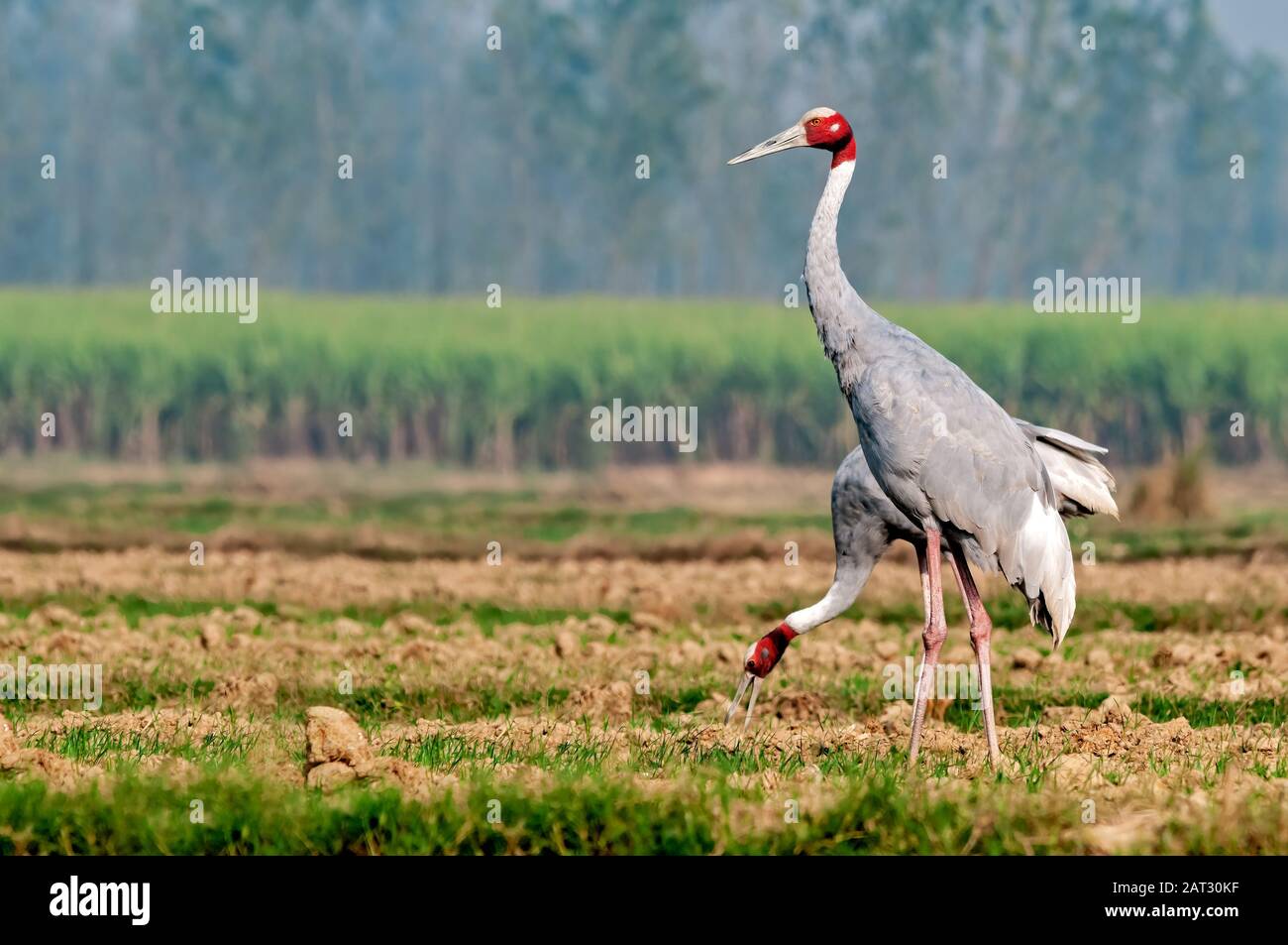 A couple of sarus crane picking up food in the field Stock Photo