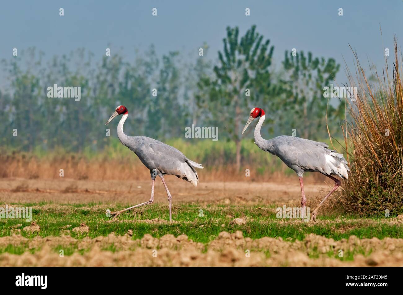 A couple of sarus crane waliking in the field Stock Photo