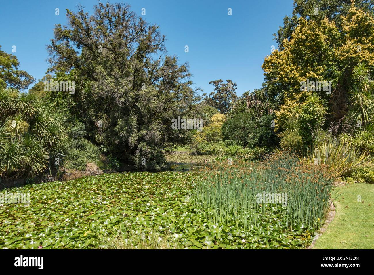 Lily pond royal botanic gardens hires stock photography and images Alamy