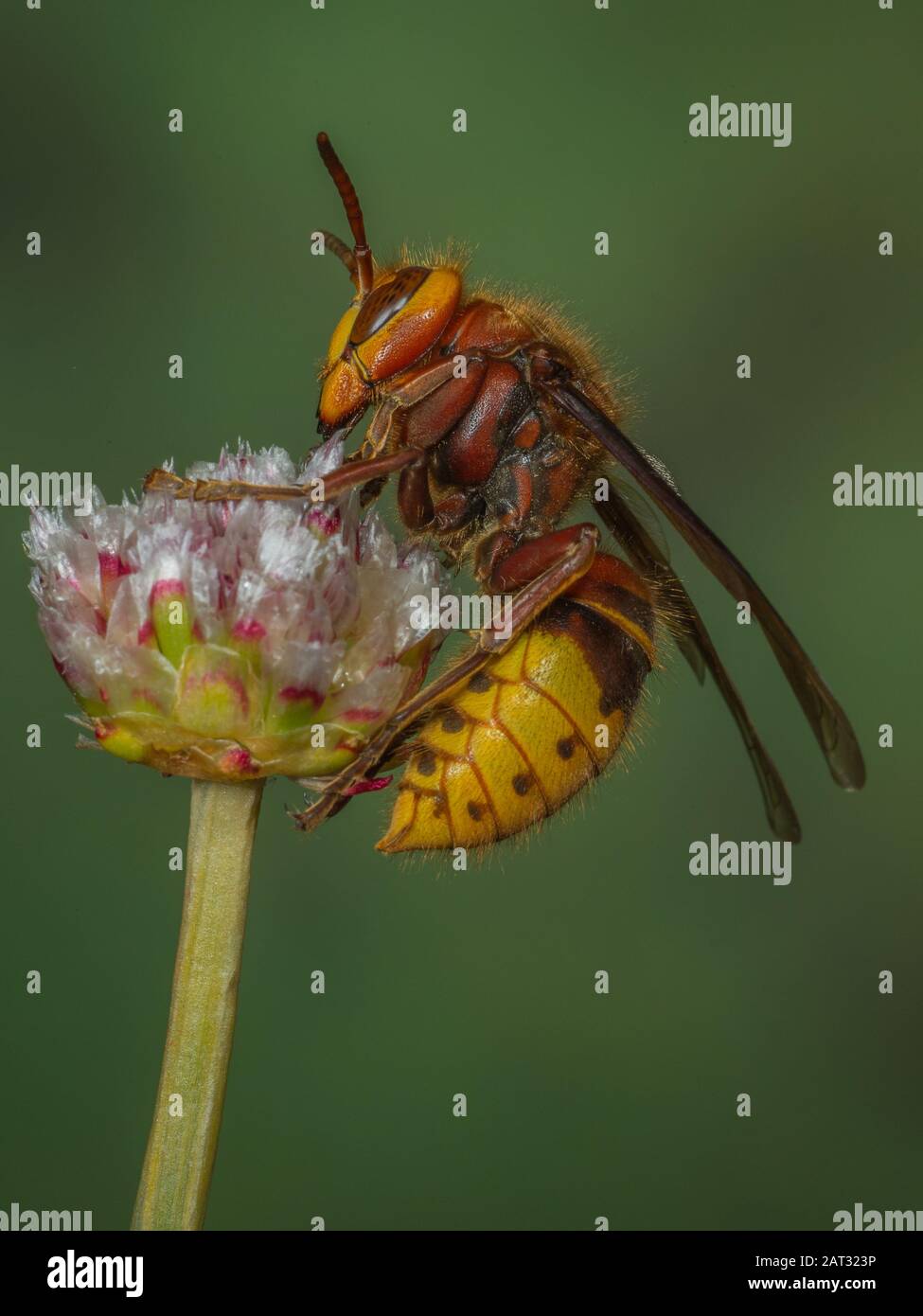 Hornet queen - Vespa crabro - on a flower stem Stock Photo