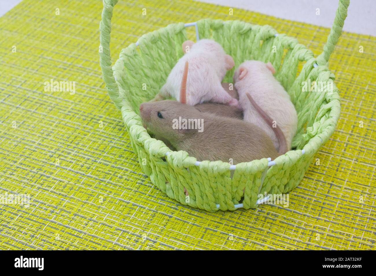 Rats are children in a green basket. Cute rat kids Stock Photo