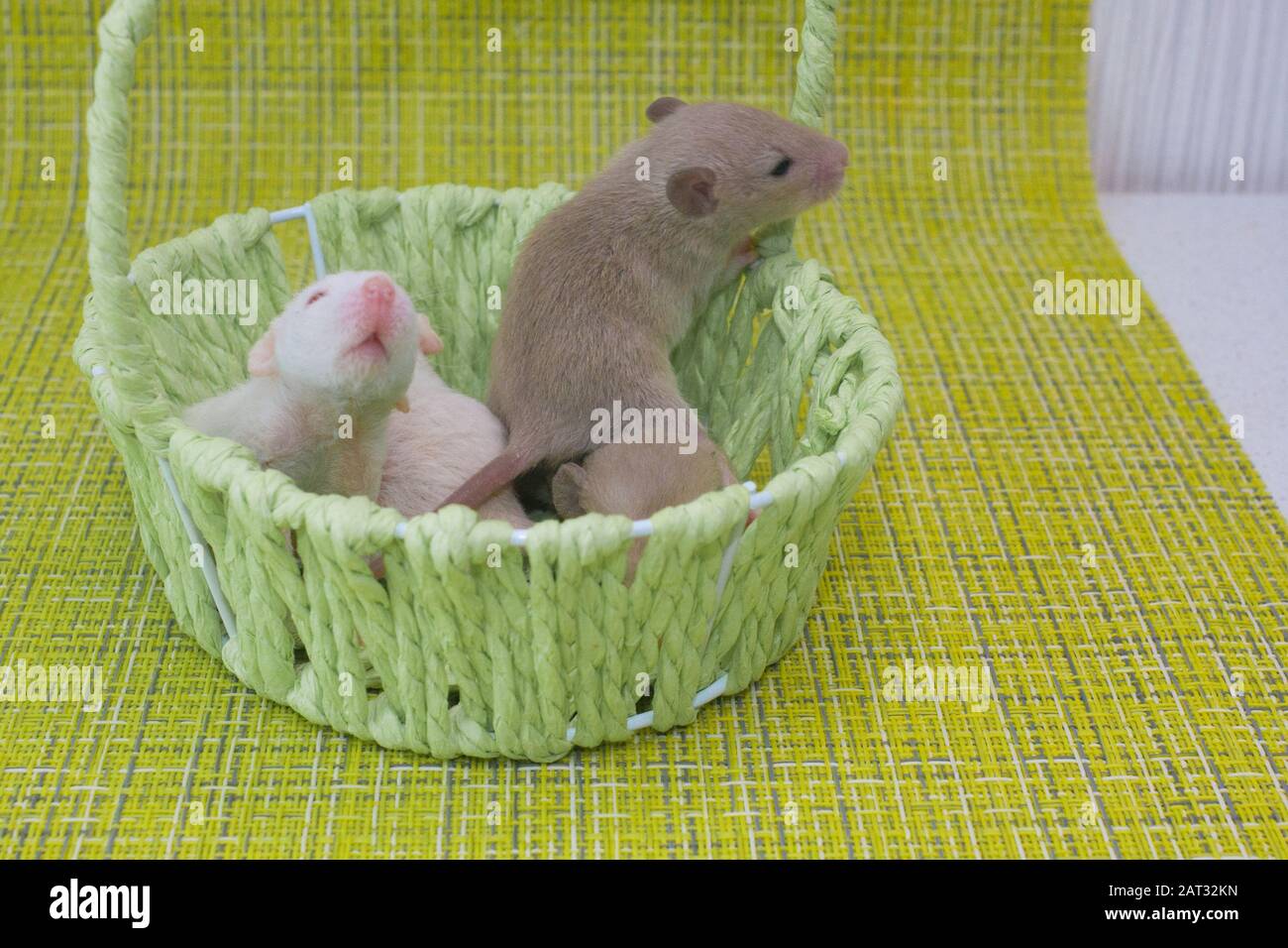 Rats are children in a green basket. Cute rat kids Stock Photo