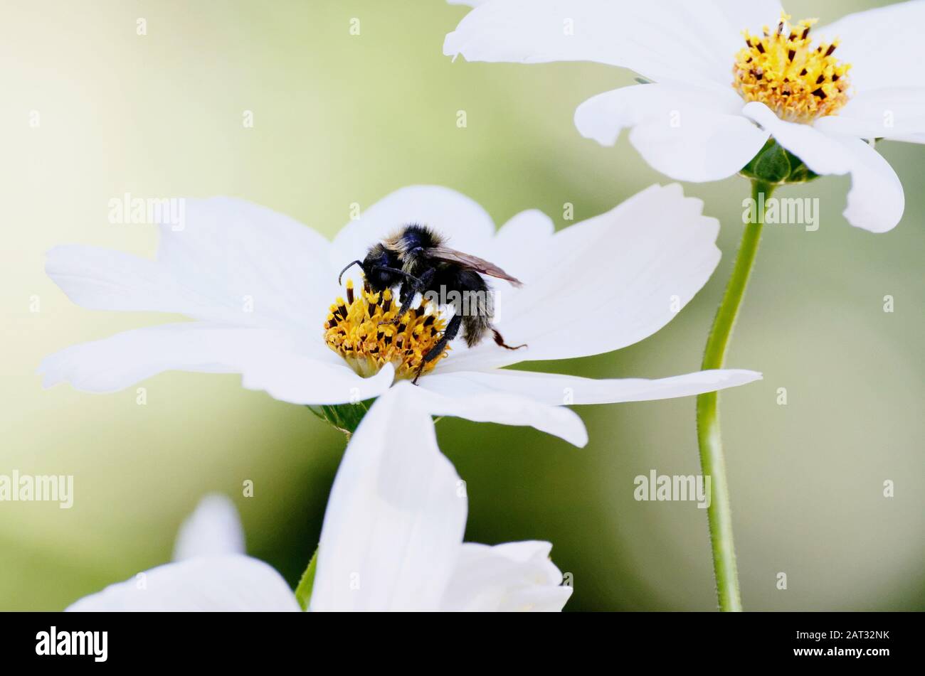 bee on a white flower with yellow pollen Stock Photo