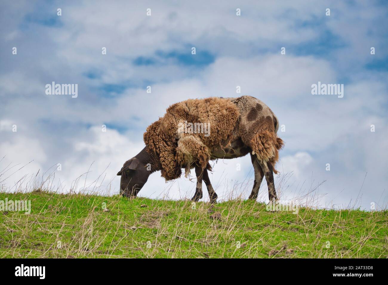 one sheep browsing fresh grass on the top of a hill Stock Photo - Alamy