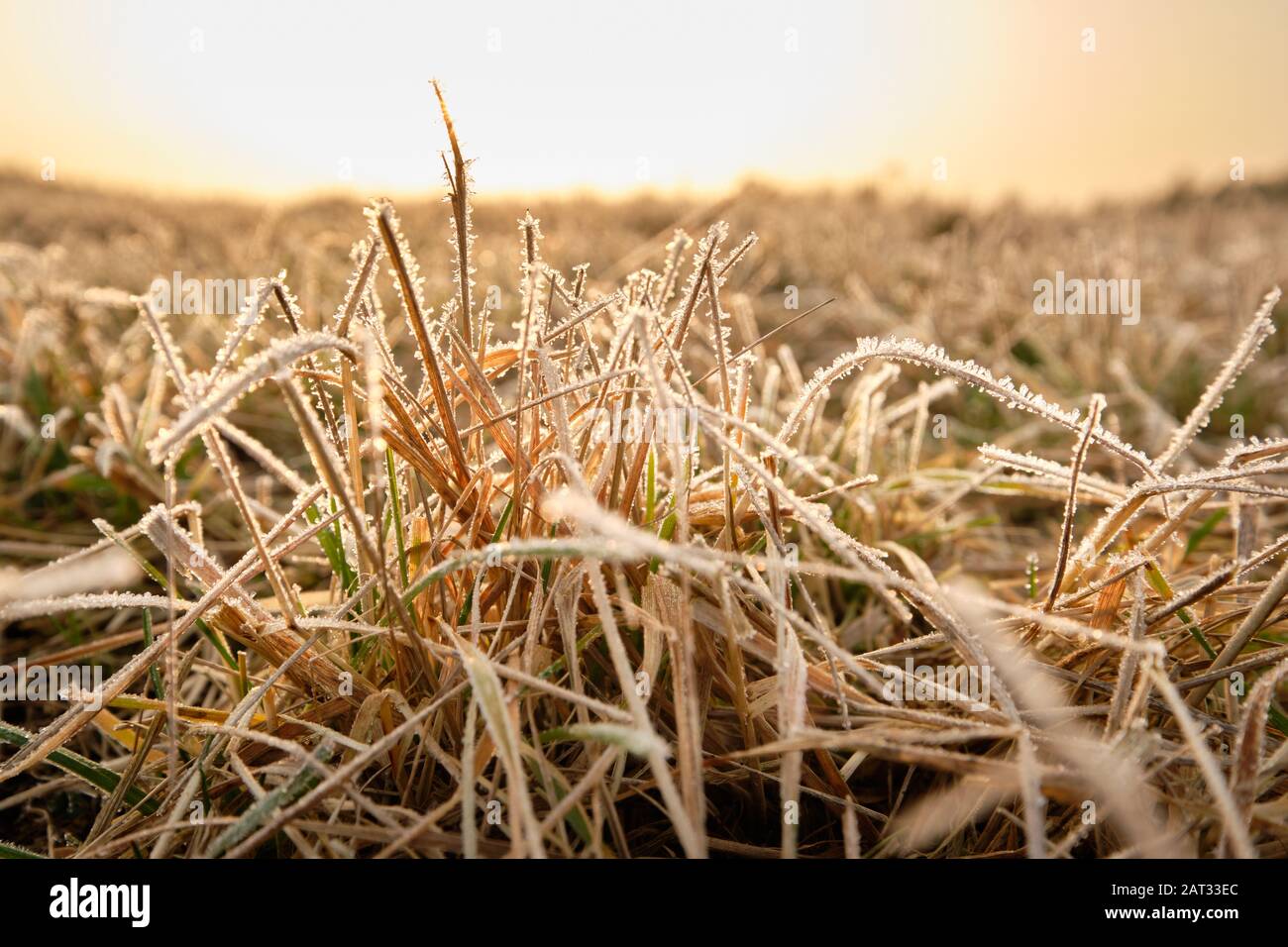 Beautiful close-up of dried frozen grass with ice crystals in a countryside meadow in the sunset. Seen in Franconia / Bavaria, Germany, in January. Stock Photo