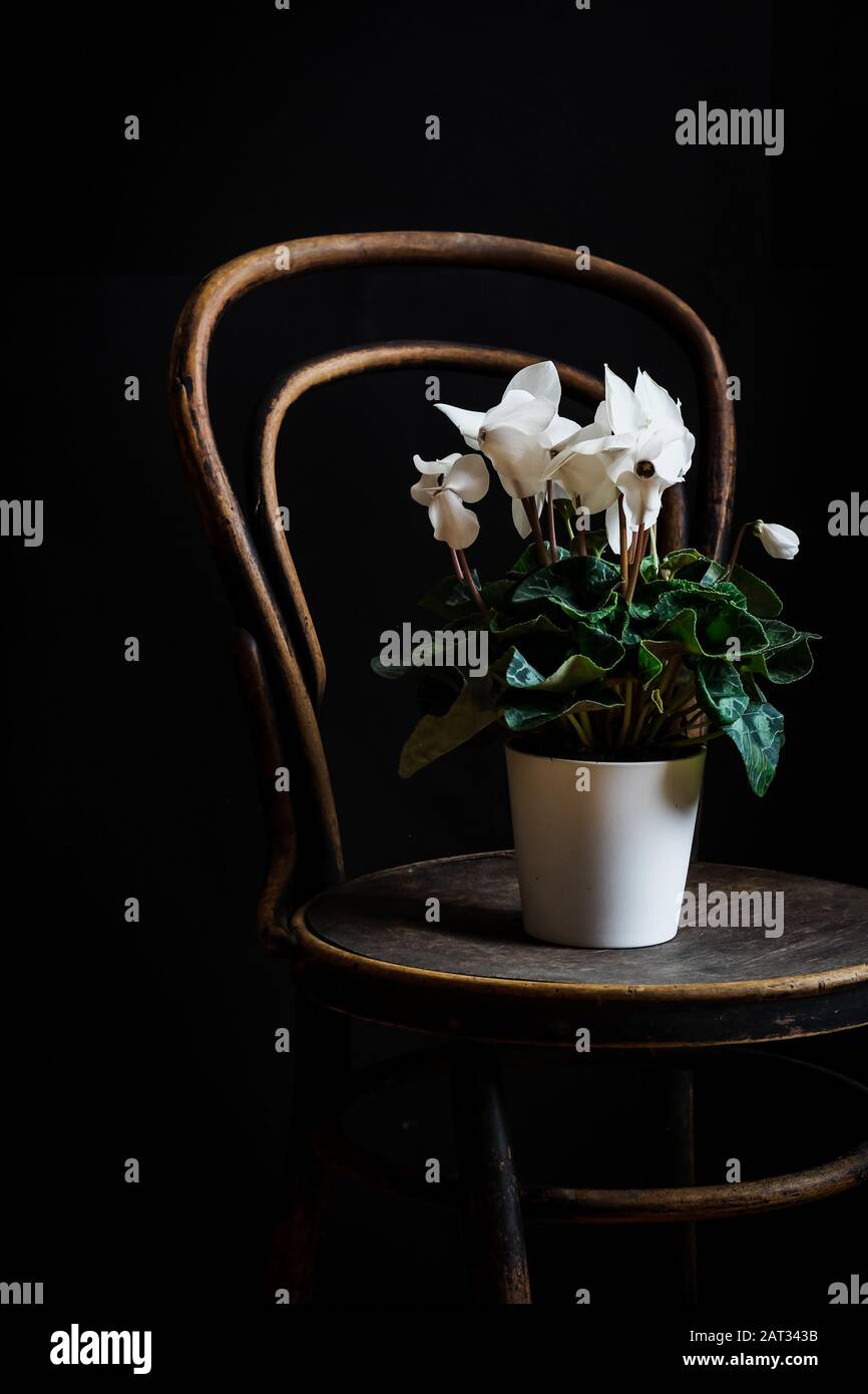 White cyclamen flower in pot on a rustic wooden chair in a dark mood Stock Photo
