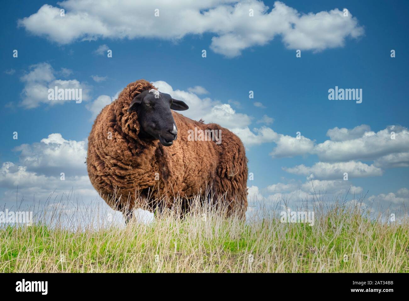 one sheep browsing fresh grass on the top of a hill Stock Photo - Alamy