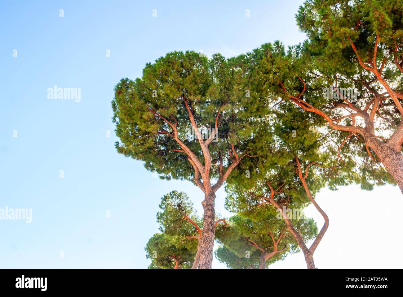The stone pine, botanical name Pinus pinea, also known as the Italian stone pine, umbrella pine and parasol pine. Stock Photo
