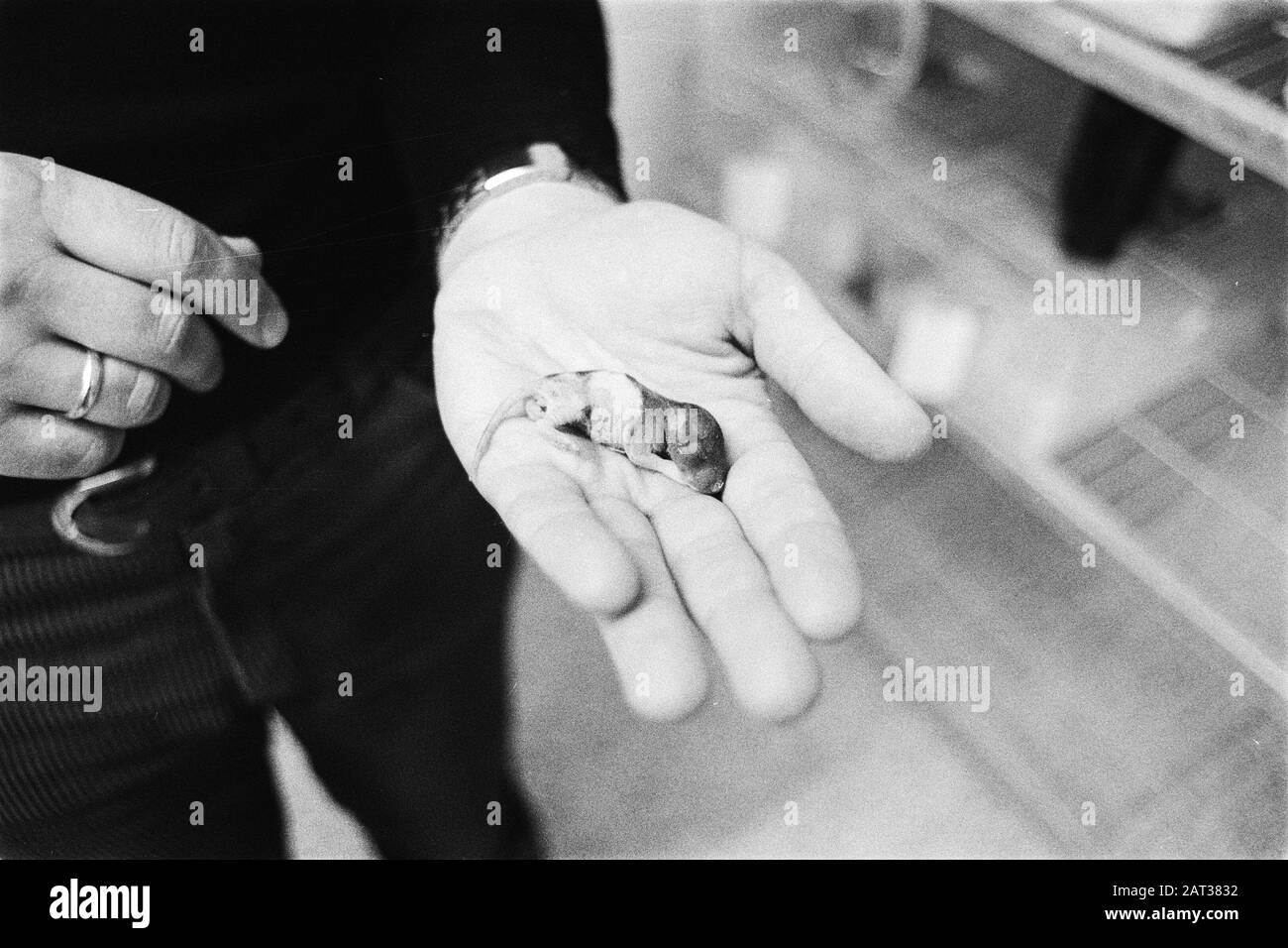 Lab rat in Netherlands Institute for Neuroscience (Amsterdam, 1980 ...