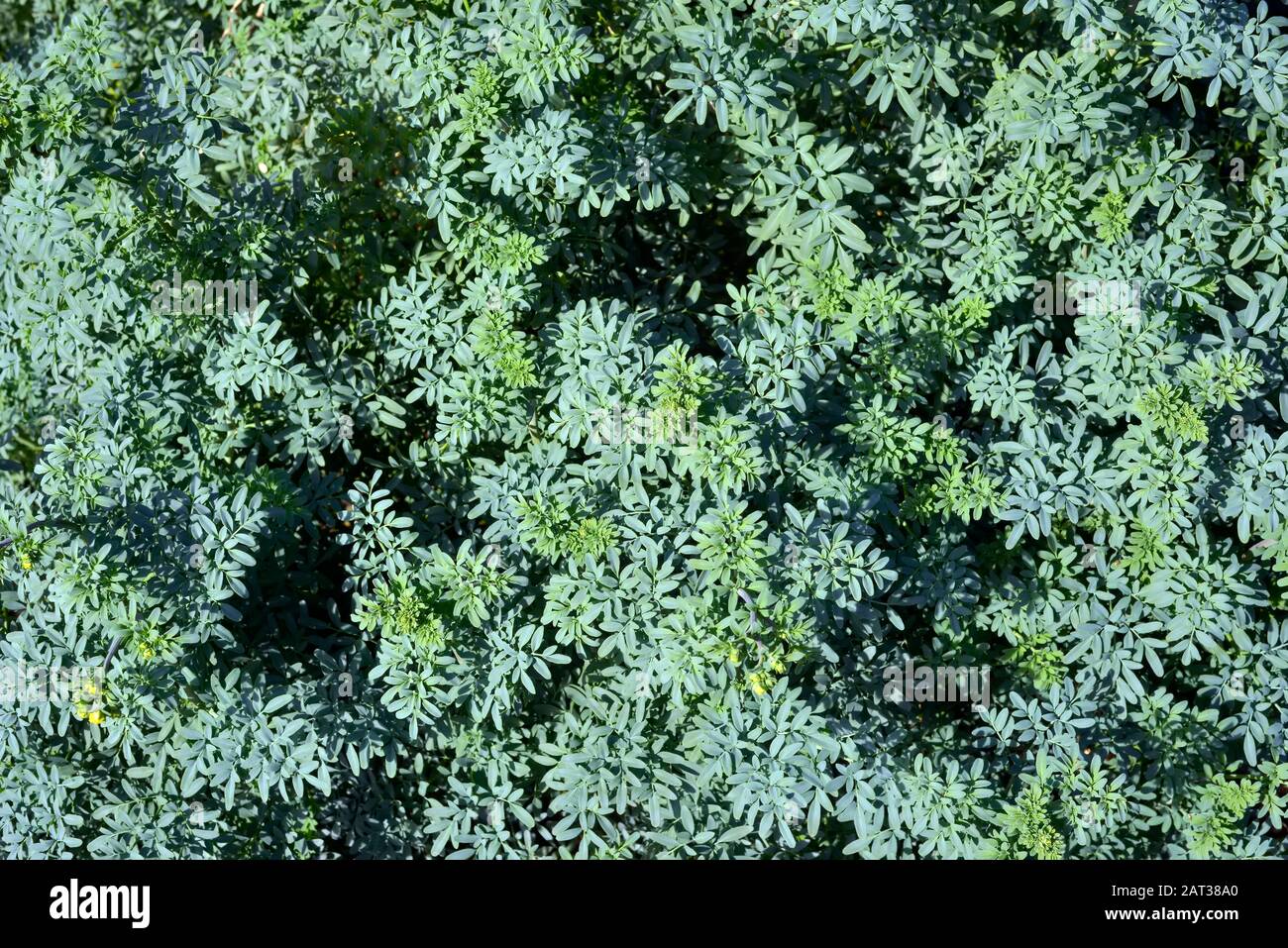 Fresh large rue herb ( Ruta Graveolens )  plant outdoors, teal foliage.Plant for medicinal, culinary and esoteric use. Stock Photo