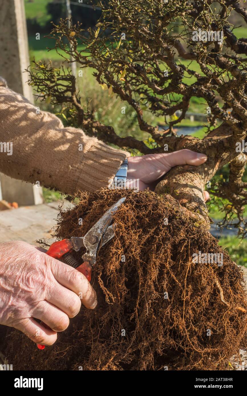 Chinese elm ( ulmus parviflora) old bonsai. Cutting roots to repot the