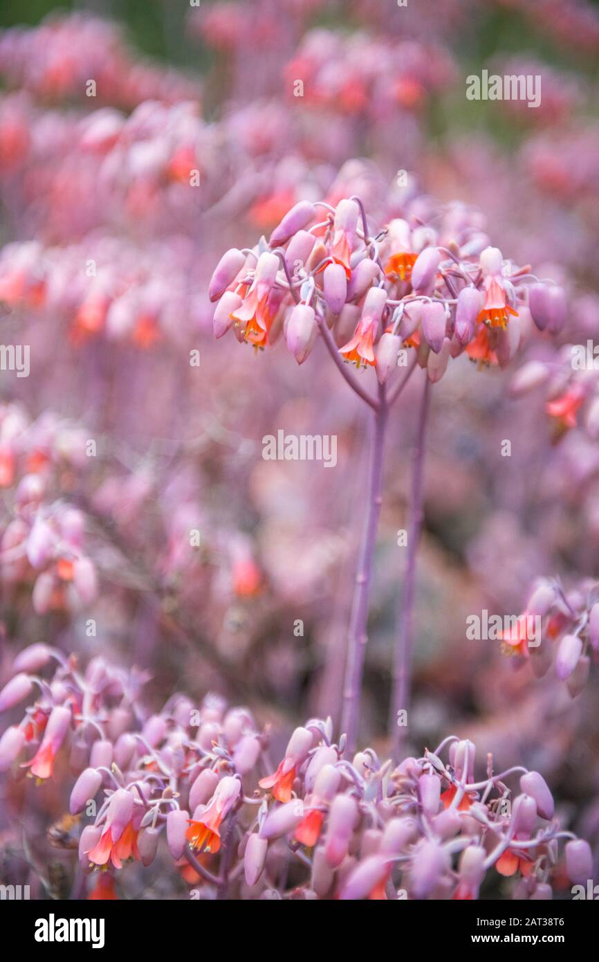 The flower of the Kalanchoe Laxiflora or Milky Widow's Thrill plant. Stock Photo