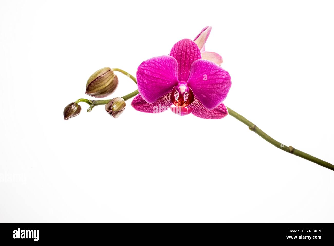 Pink orchid flower ( Orchidaceae ) and buds on branch isolated on white ...