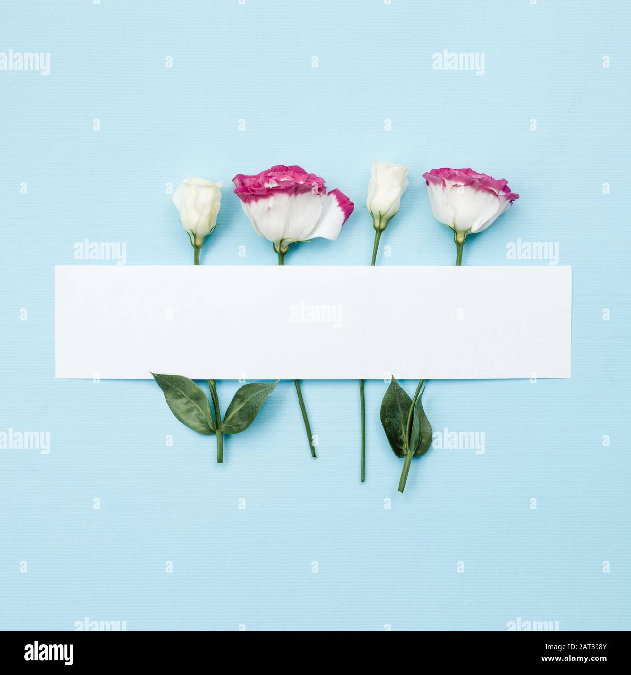 On a beautiful blue background lie roses, top view, place for writing text,  place for advertising Stock Photo - Alamy