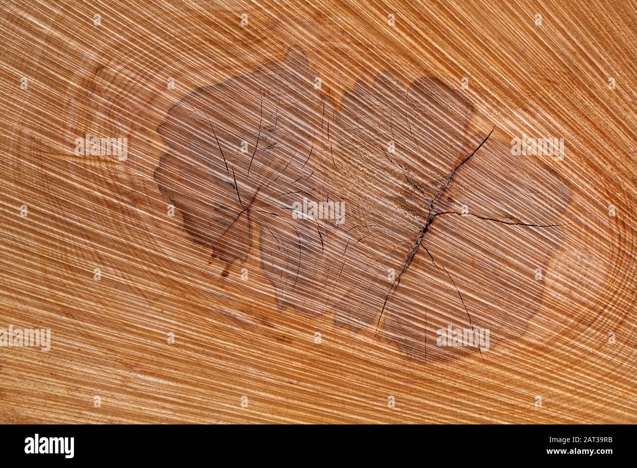 Natural abstract texture in the core of a tree trunk Stock Photo