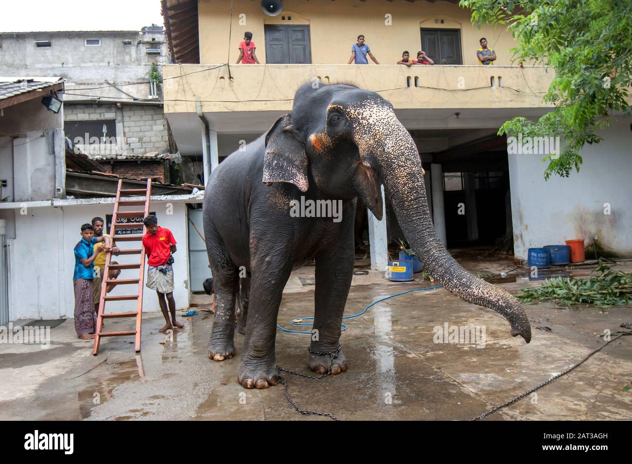 A ceremonial elephant stands within the Kataragama temple after being washed and scrubbed by mahouts at Kandy in Sri Lanka. Stock Photo
