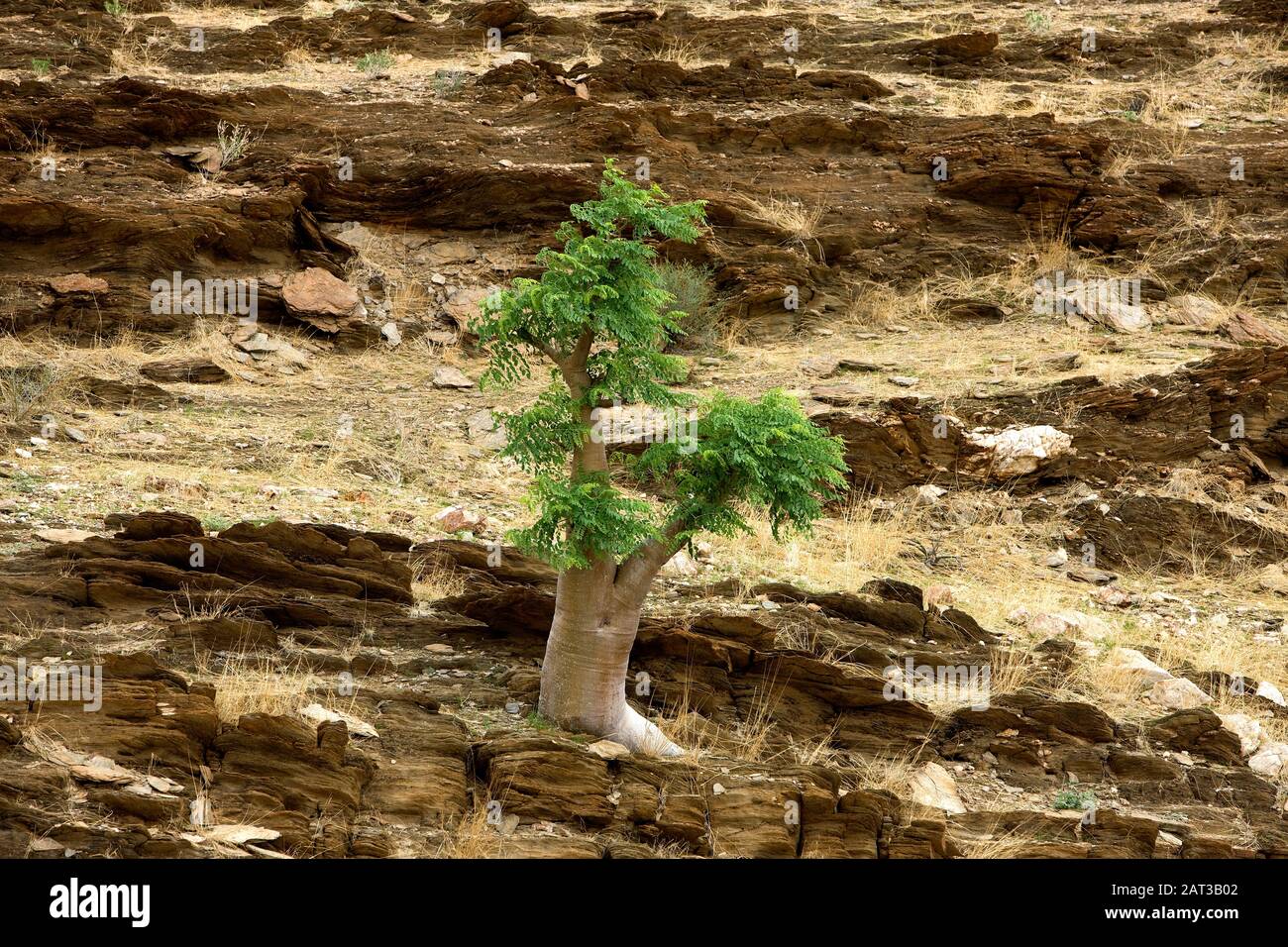 Kobas Tree, cyphostemma currorii, Namib Desert near Walvis Bay, Namibia Stock Photo