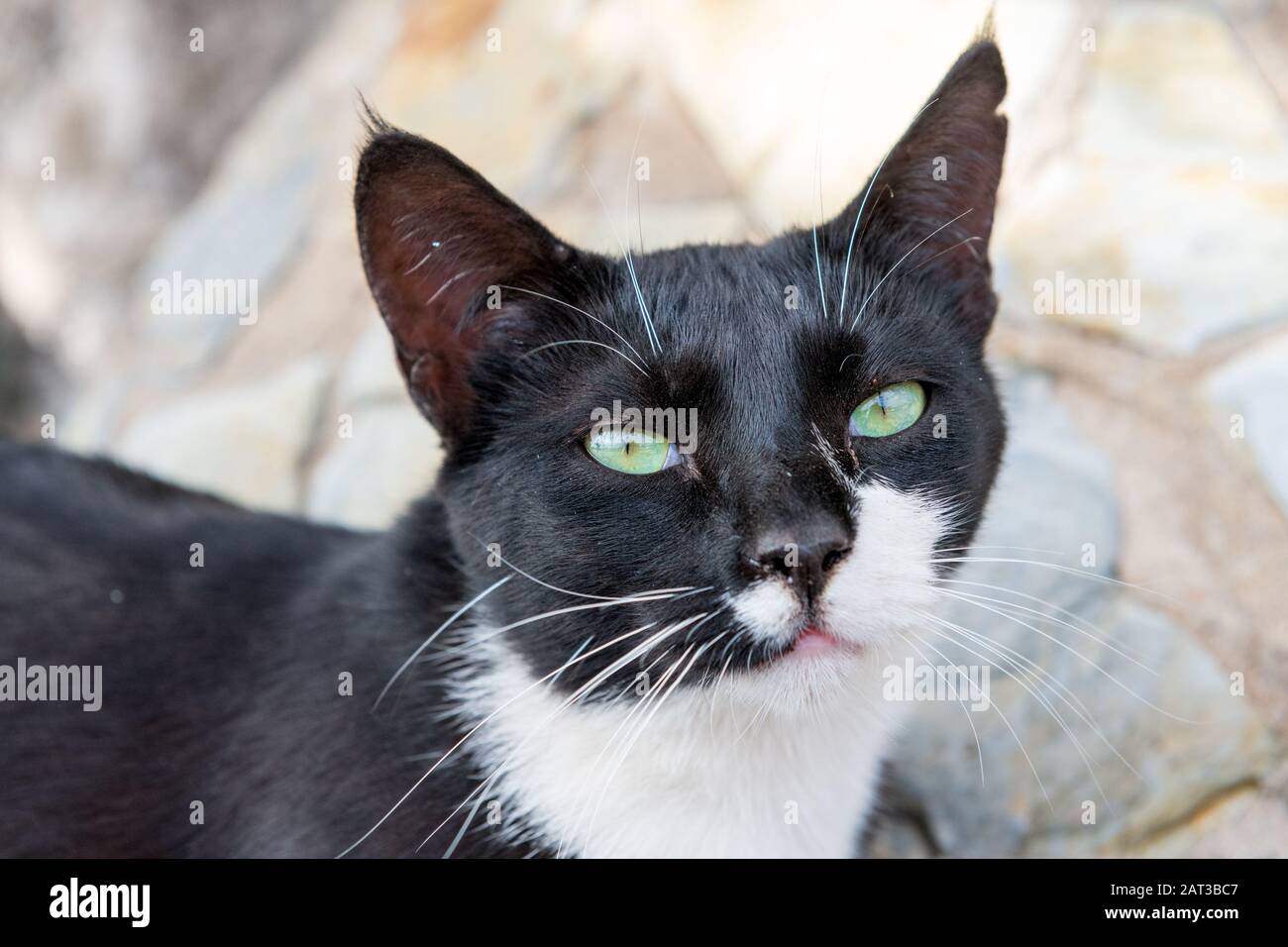 Black and white cat looking at the camera. Stock Photo