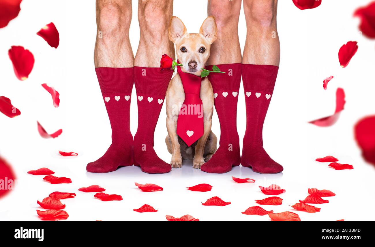 Can Dogs Wear Socks All Day