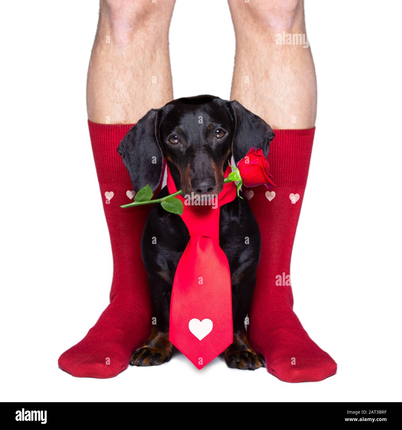 sausage dachshund and owner in love for happy valentines day with  rose flower in  mouth , isaolated on white background petals flying around in air Stock Photo