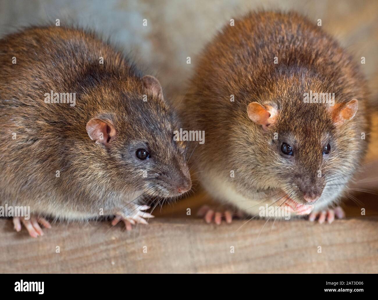 Brown Rats Rattus norvegicus in farm barn Stock Photo Alamy