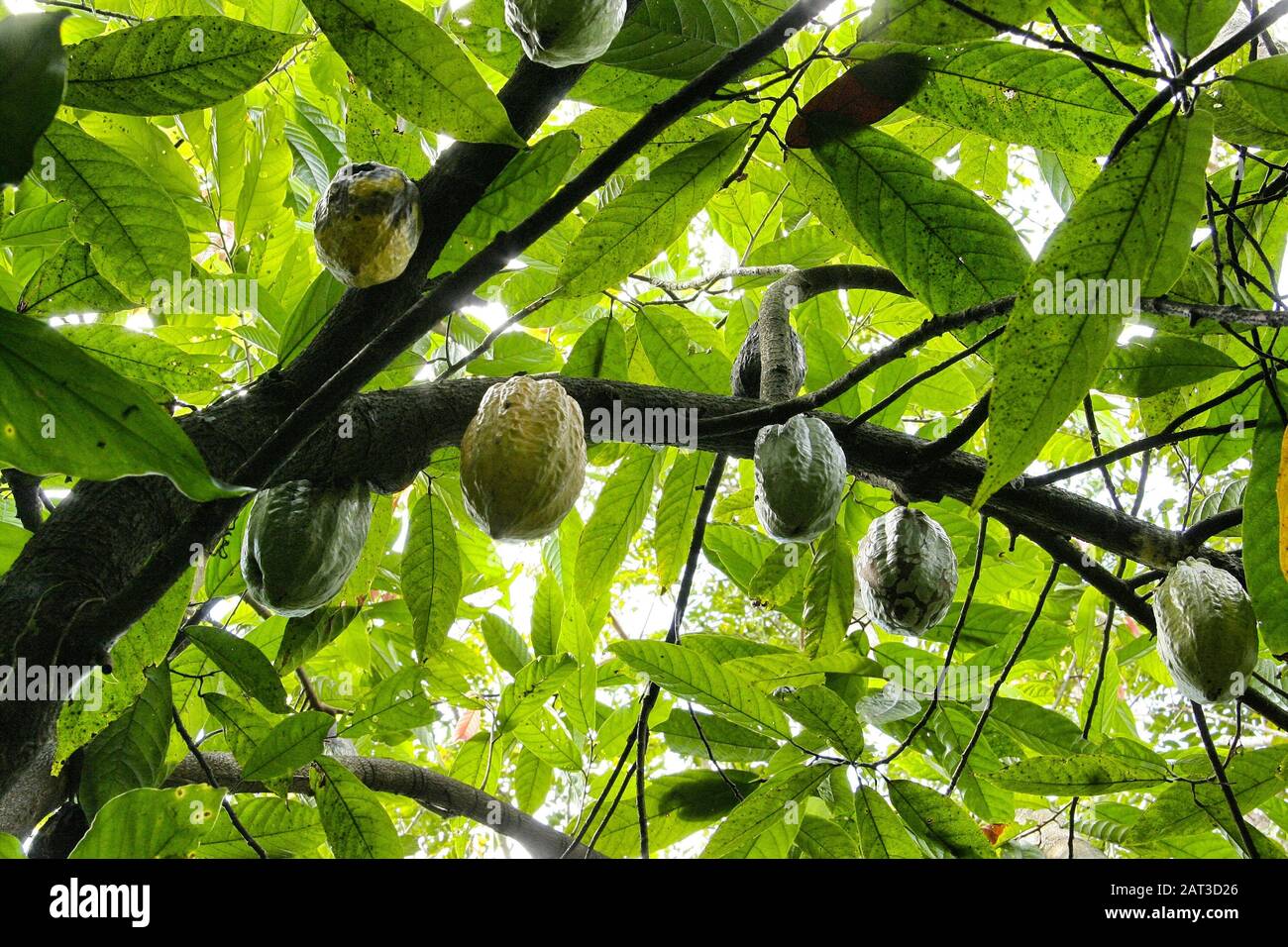 Beautiful shot of cocoa plantations with green leaves in a jungle Stock Photo